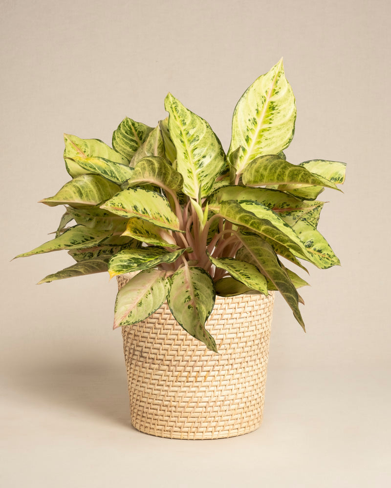 feey-aglaonema-chartreuse-pretty-zimmerpflanze image 5
