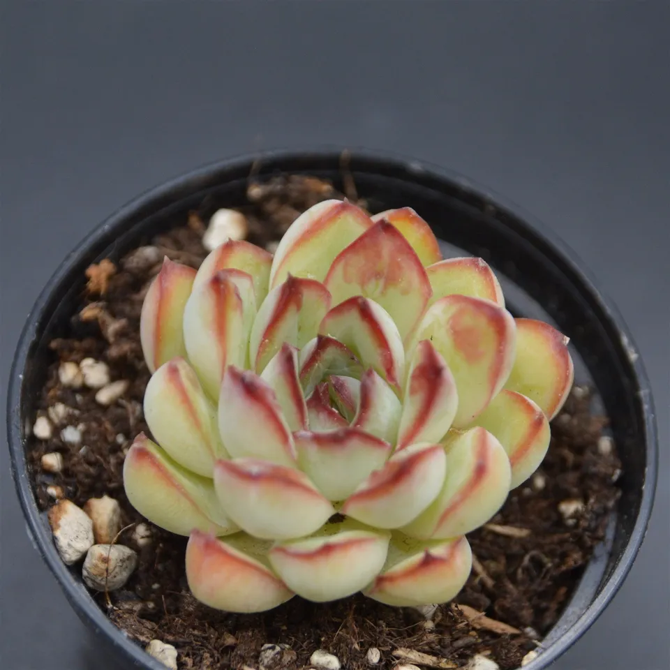 pasiora-echeveria-pulidonis-drops-einzelst-ck image 1