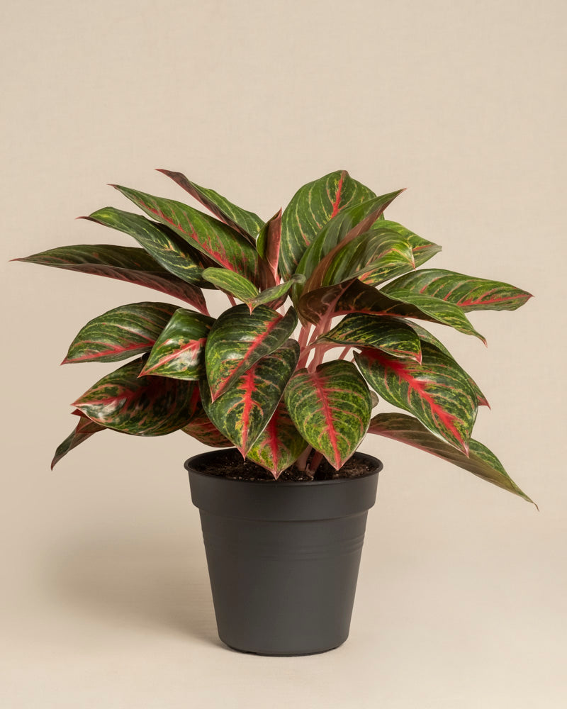 feey-aglaonema-red-emerald-kolbenfaden image 3