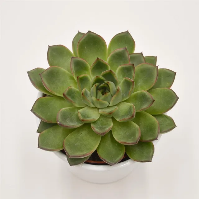 pasiora-echeveria-amado-echeverie-10-5cm-topf image 1