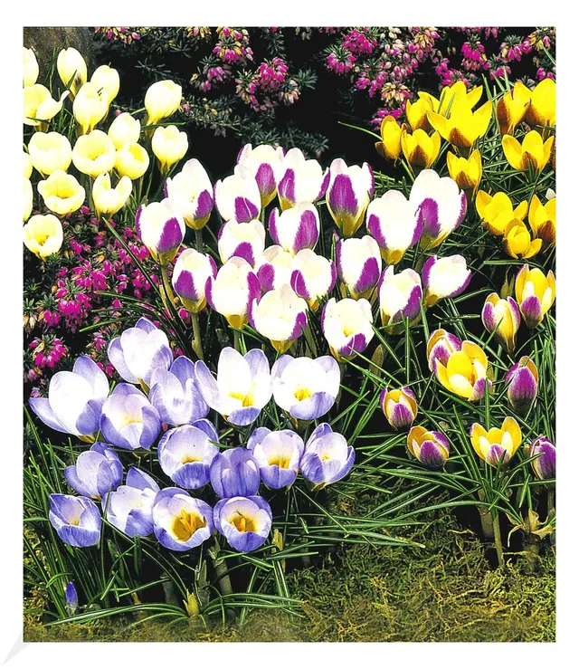 baldur-garten-wildkrokus-kollektion-60er-blumenzwiebeln-5-cm-5-sorten image 1