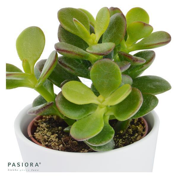 pasiora-crassula-minor-geldbaum-sukkulente-6cm image 2
