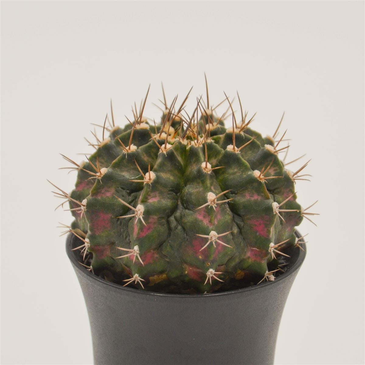 pasiora-gymnocalycium-mihanovichii-t-rex-pink-kaktus-8-cm-topf image 2