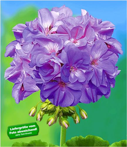 baldur-garten-balkon-geranie-pac-blue-wonder-3-pflanzen image 3