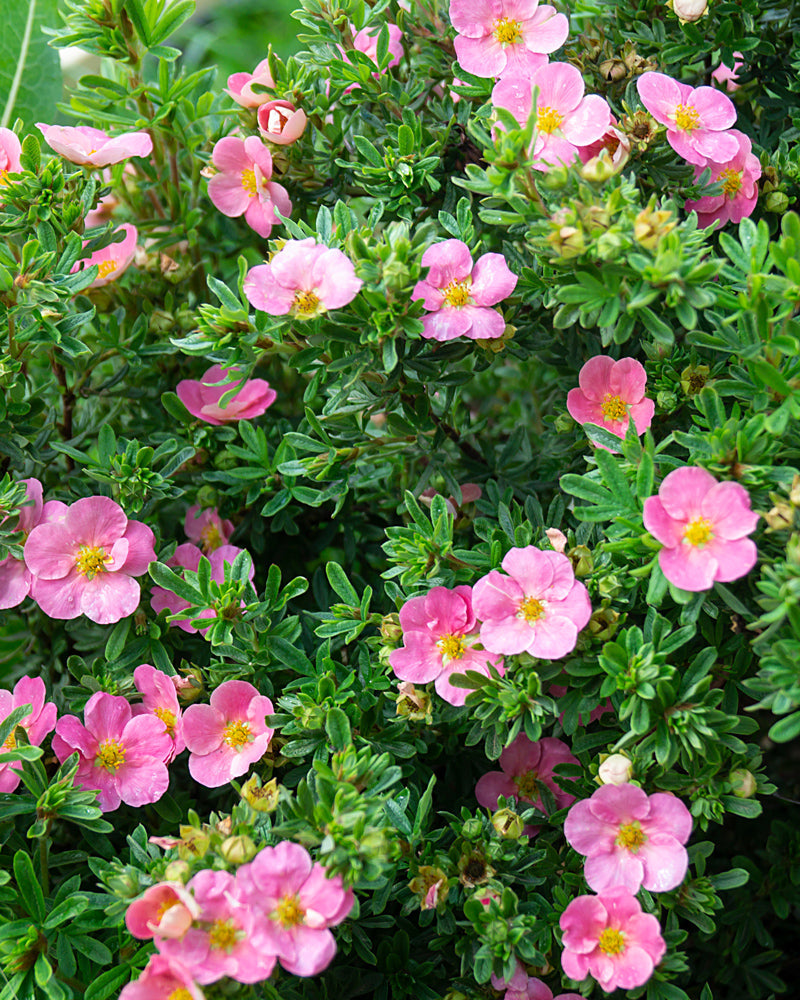 feey-rosa-fingerstrauch-potentilla-fruticosa-pretty-polly image 2