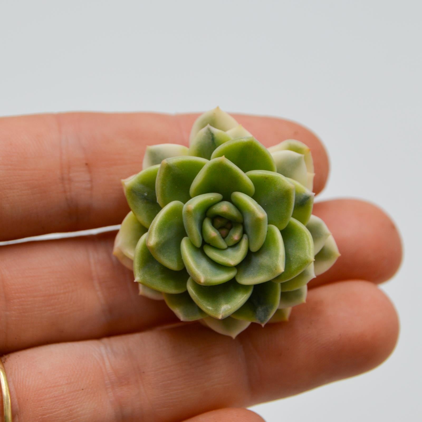 pasiora-echeveria-tinkerbell-f-variegata-steckling image 1