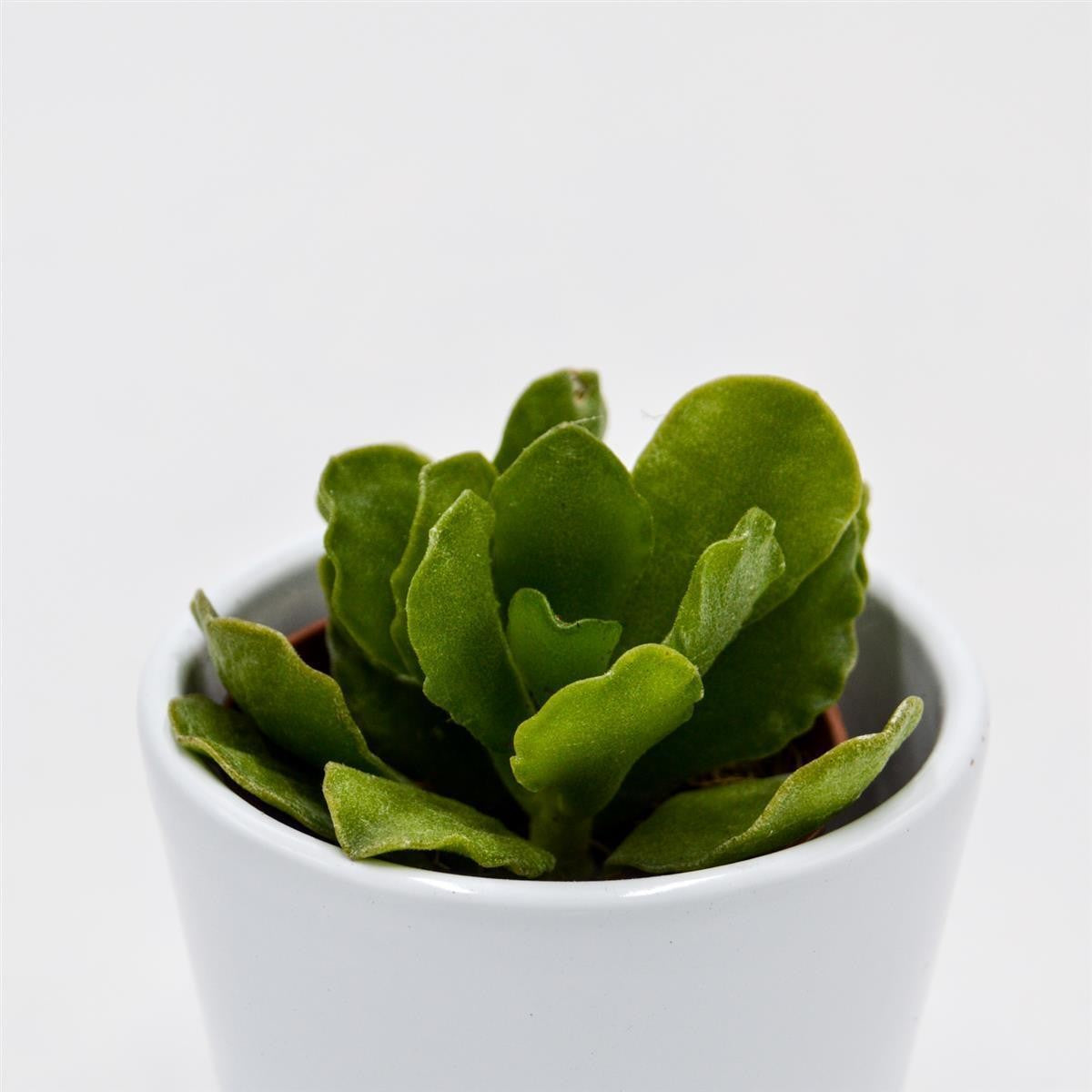 pasiora-adromischus-cristatus-v-mzimvubuensis-sukkulente-5-5cm image 2