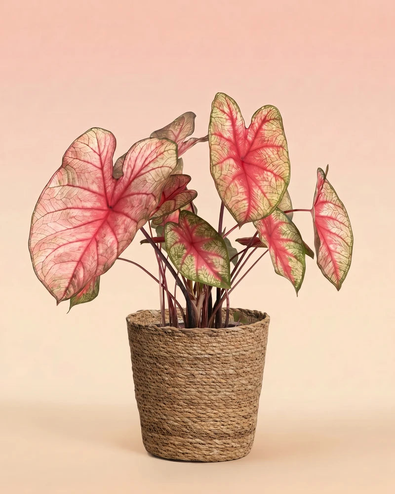 feey-caladium-party-punch-buntwurz-pink image 7