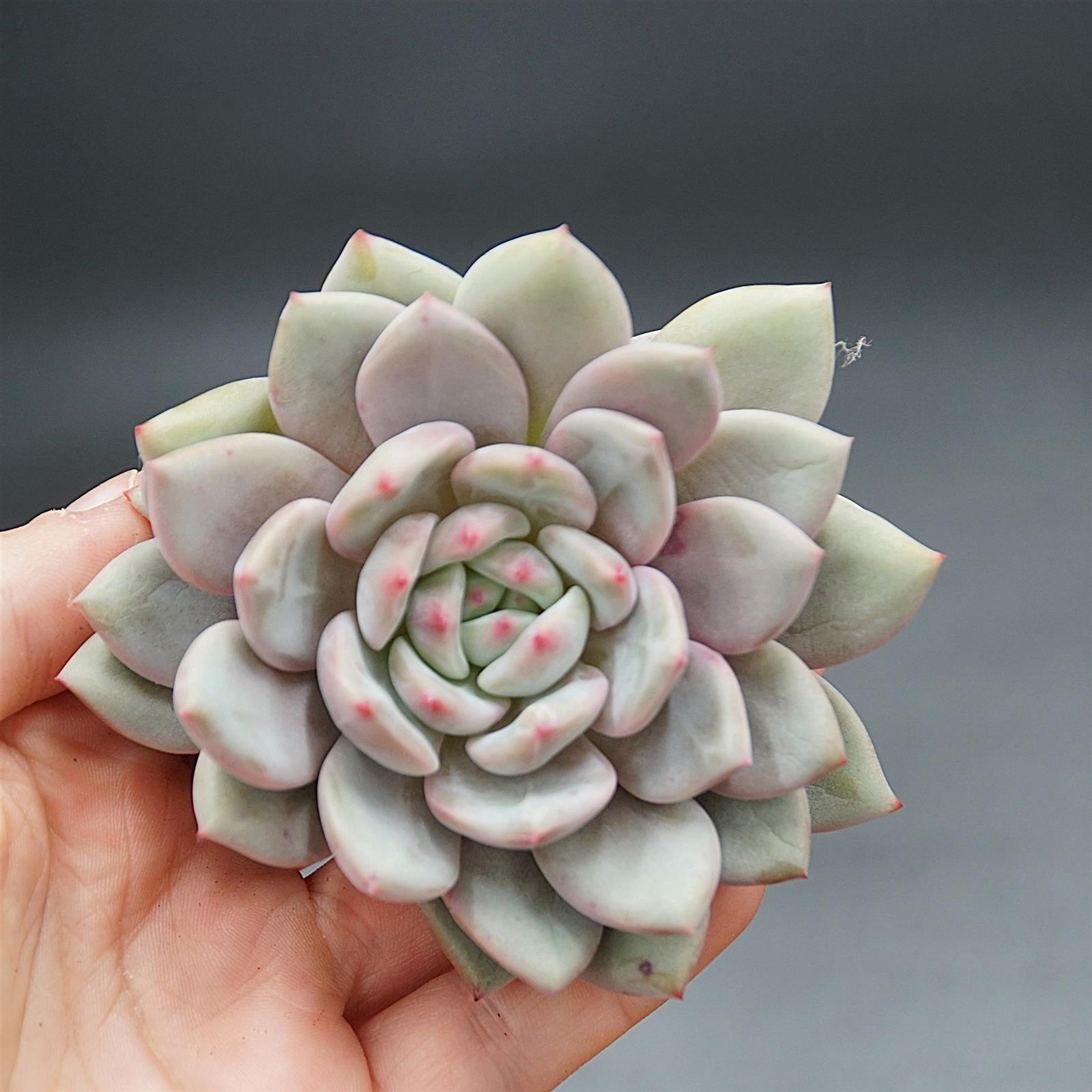 pasiora-echeveria-ariel-steckling-rarit-t-einzelst-ck image 1