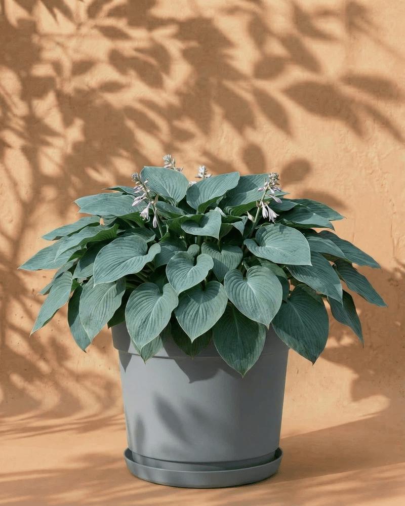feey-blaue-hosta-funkie-rhizome-zum-pflanzen-bis-1-m image 7