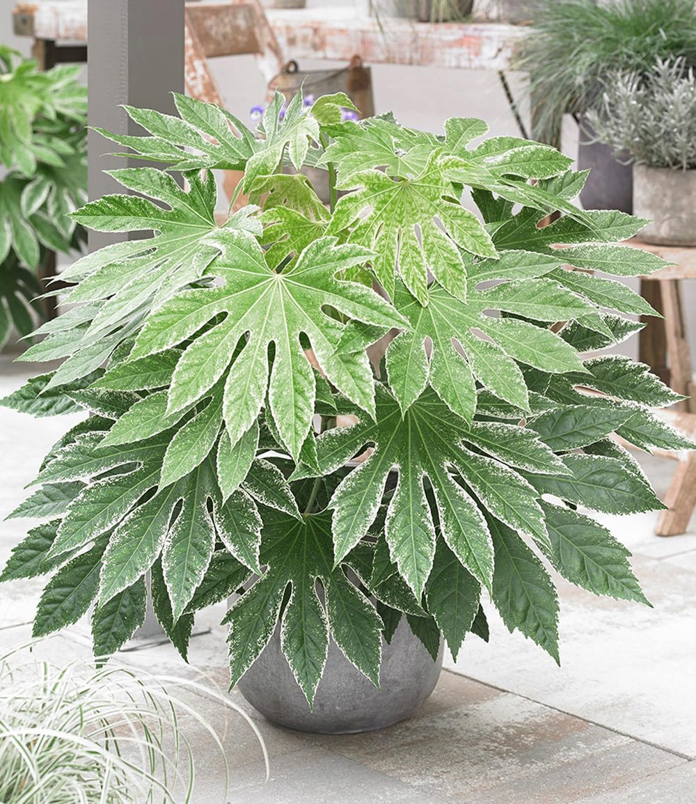 baldur-garten-zimmeraralie-spiderweb-1-pflanze-im-17-cm-topf image 1