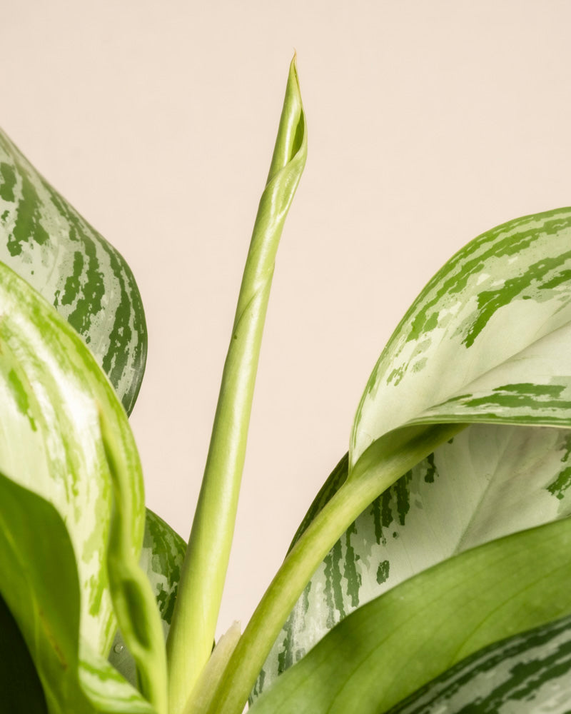feey-gro-e-aglaonema-silver-bay-zimmerpflanze image 8