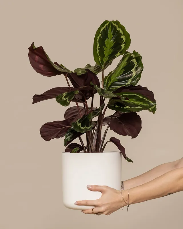 feey-calathea-roseopicta-medallion-gro-e-zimmerpflanze-50-60-cm image 1