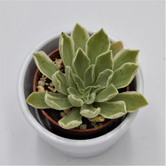 pasiora-aeonium-ballerina-variegata-rosetten-sukkulente-6cm-topf image 1