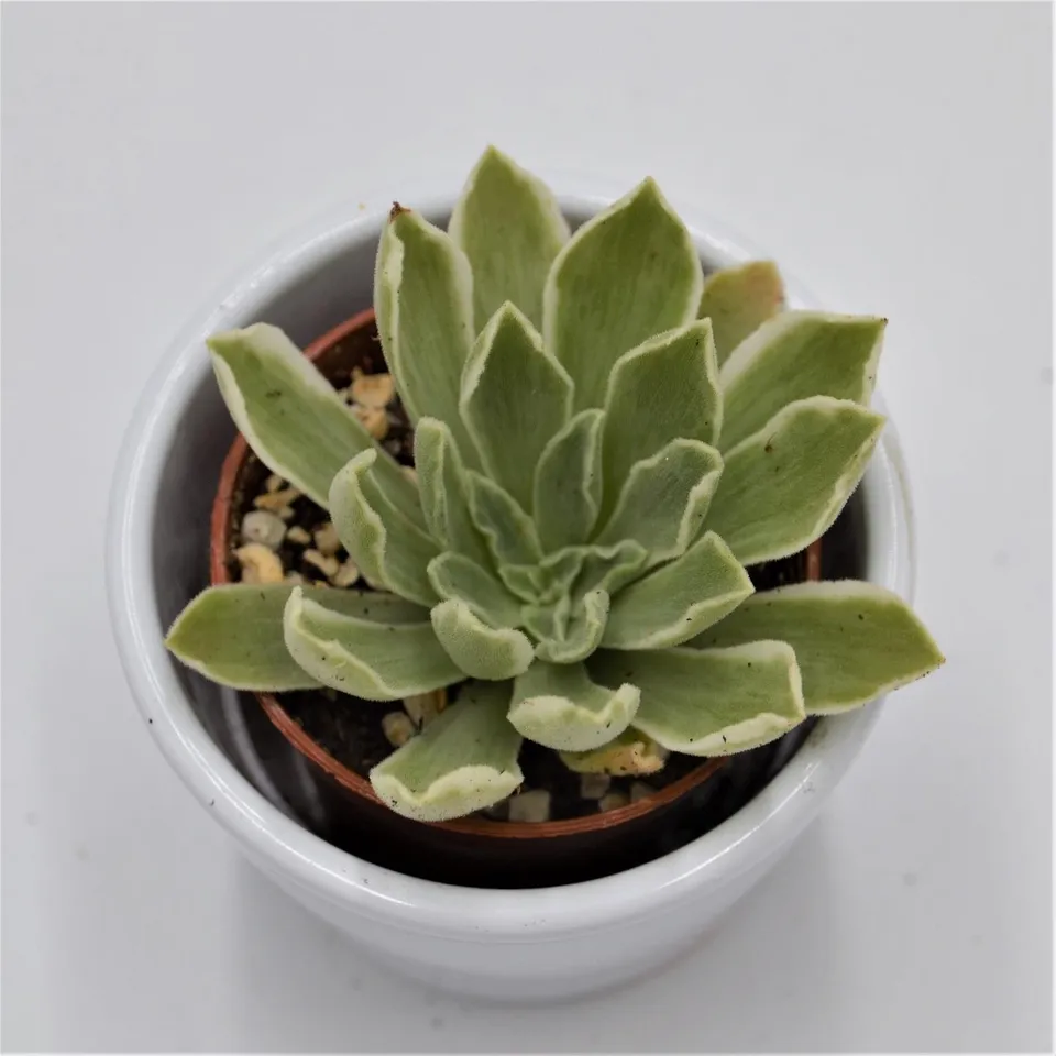 pasiora-aeonium-ballerina-variegata-rosetten-sukkulente-6cm-topf image 1
