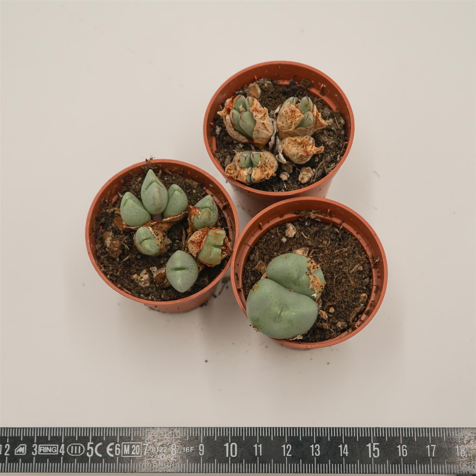 pasiora-conophytum-mix-sukkulenten-3er-set image 2