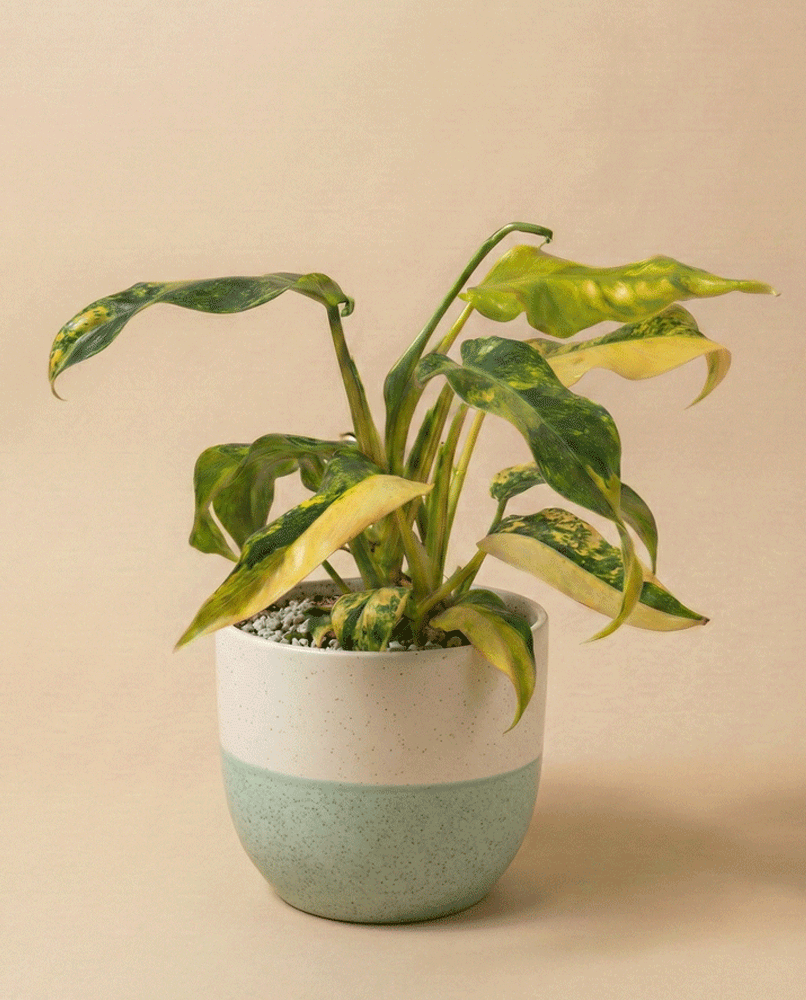 feey-monstera-standleyana-aurea-zimmerpflanze-rarit-t image 4