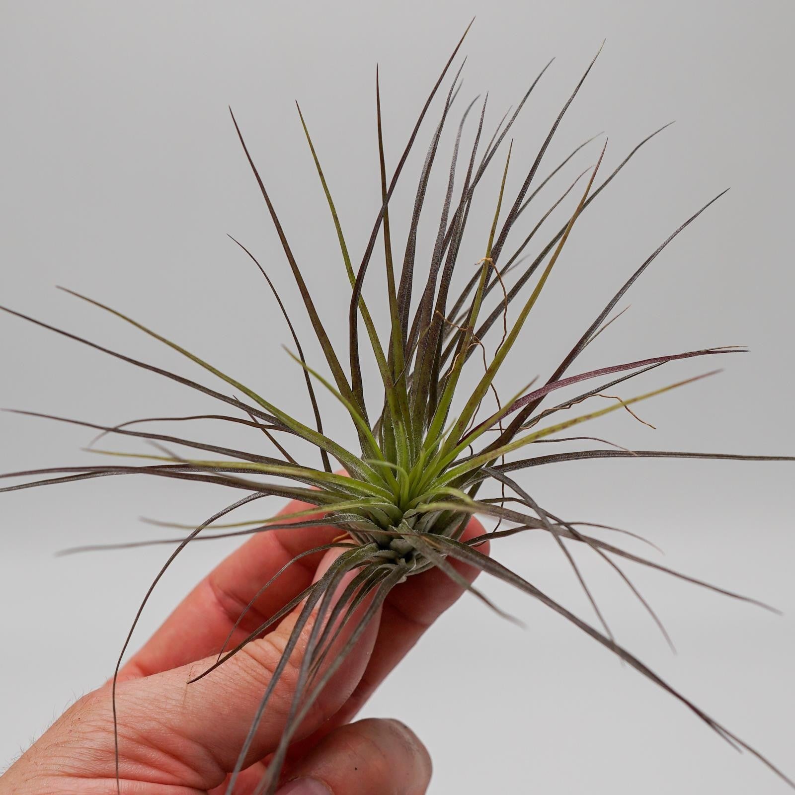 pasiora-tillandsia-stricta-luftpflanze-bromelie image 5