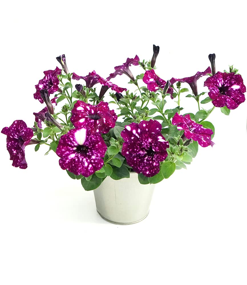 baldur-garten-h-nge-petunie-purpurrote-royalsky-3-pflanzen-im-10-5cm-topf image 6