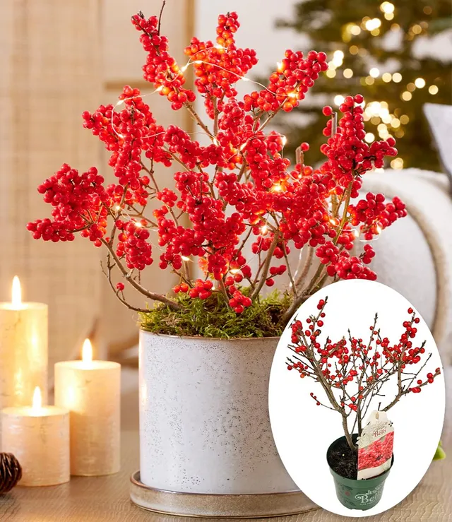 baldur-garten-ilex-jingle-bells-2-liter-topf-30-40-cm image 1
