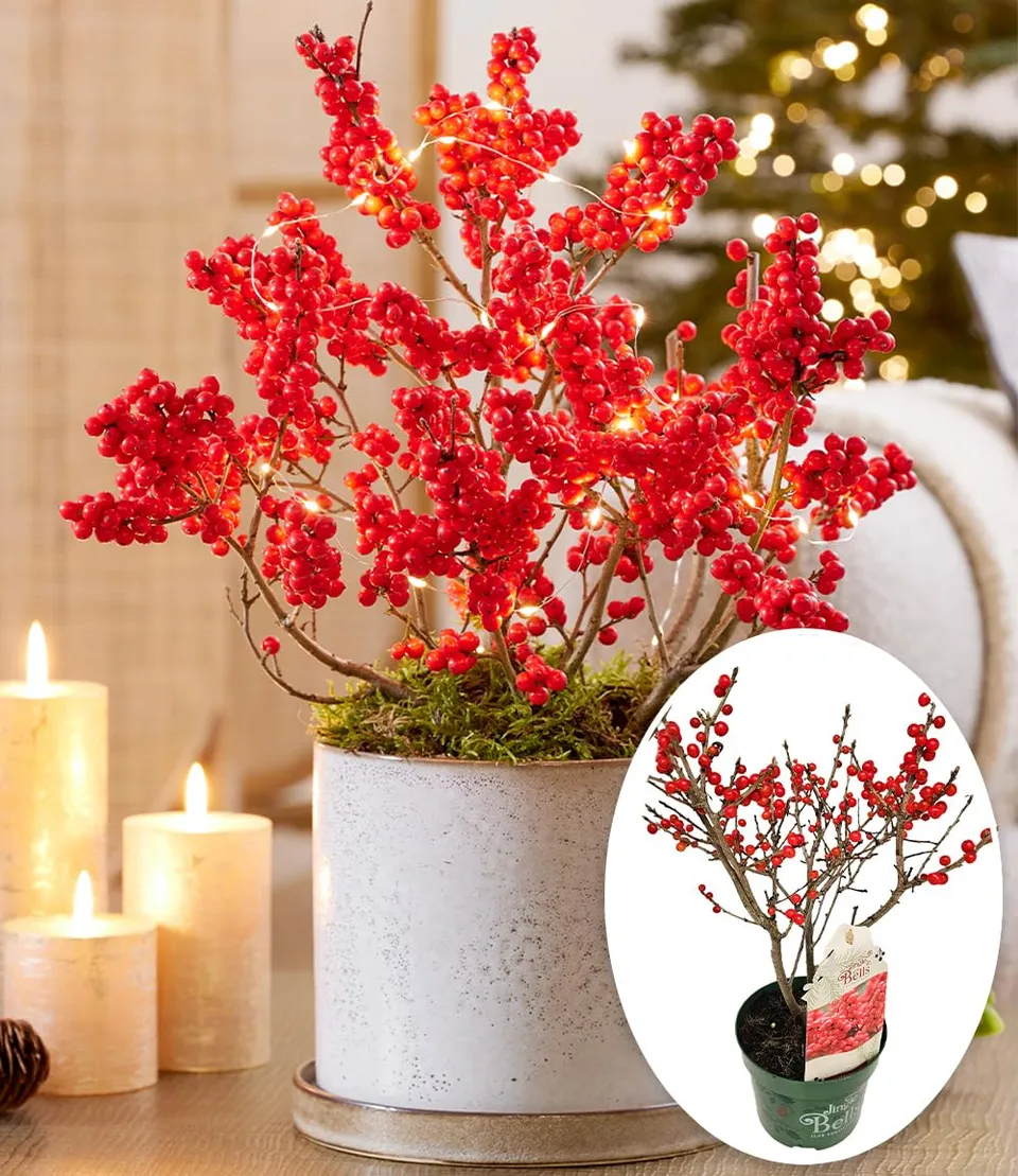 baldur-garten-ilex-jingle-bells-2-liter-topf-30-40-cm image 1