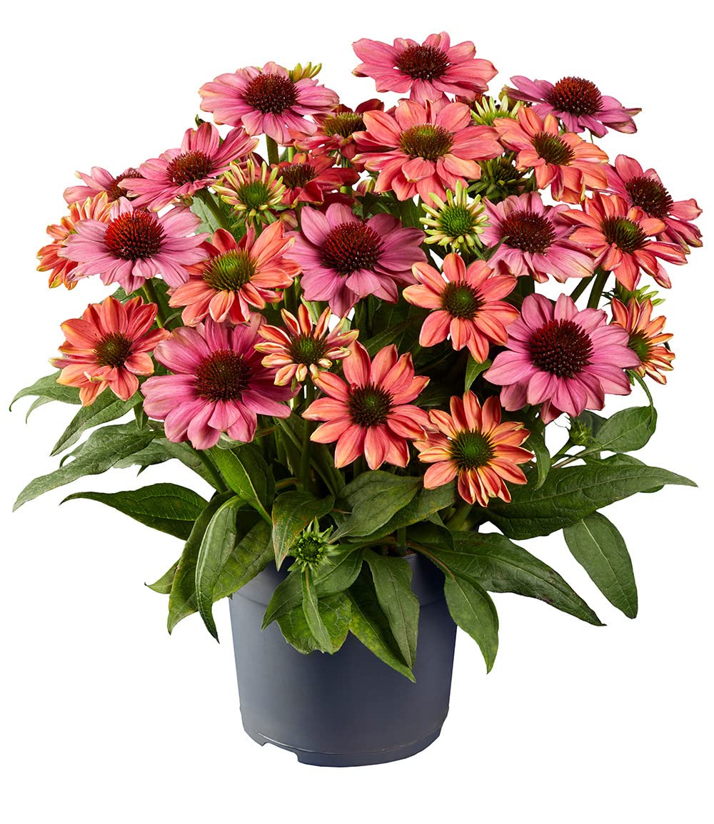 baldur-garten-echinacea-evolution-staude-im-9x9-cm-topf image 5
