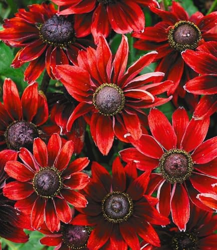 baldur-garten-sonnenhut-rudbeckia-cherry-brandy-3-pflanzen-im-9x9-cm-topf image 2