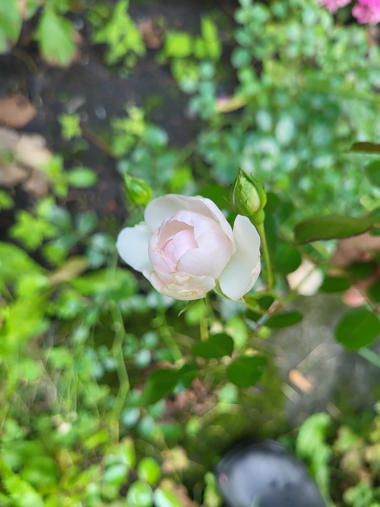 Schöne weiße Rose fürs Beet
