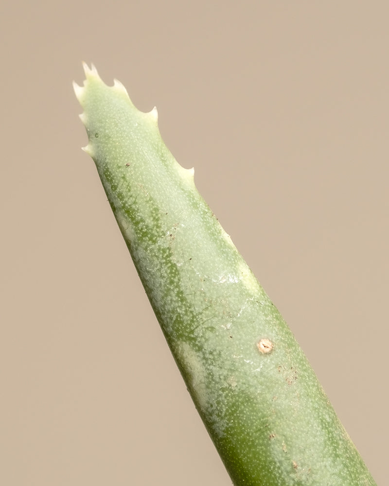 feey-echte-aloe-vera-duo-2-pflanzen-pflegeleichte-sukkulente image 6