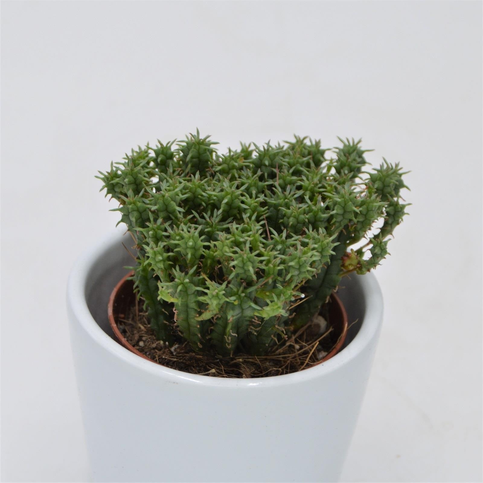 pasiora-euphorbia-cristata-sukkulente-5-5cm-topf image 1
