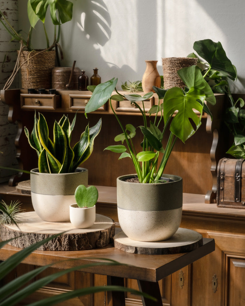 feey-pflanzen-bestseller-trio-monstera-sansevieria-hoya-set image 4