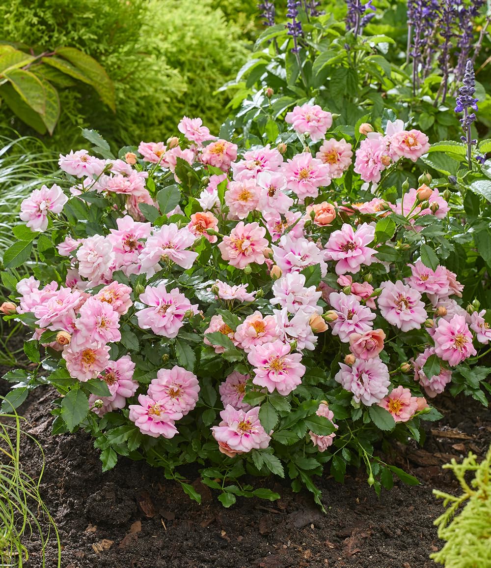 baldur-garten-rose-amirose-zwergrose-im-14-cm-topf image 3