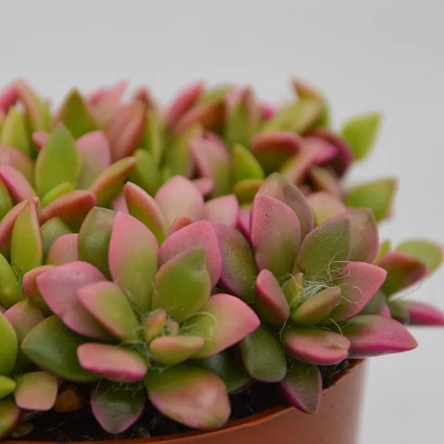 pasiora-anacampseros-rufescens-subsp-variegata-sukkulente-9cm image 1