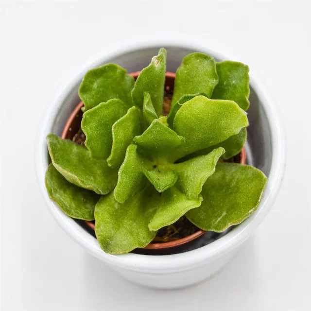 pasiora-adromischus-cristatus-v-mzimvubuensis-sukkulente-5-5cm image 1