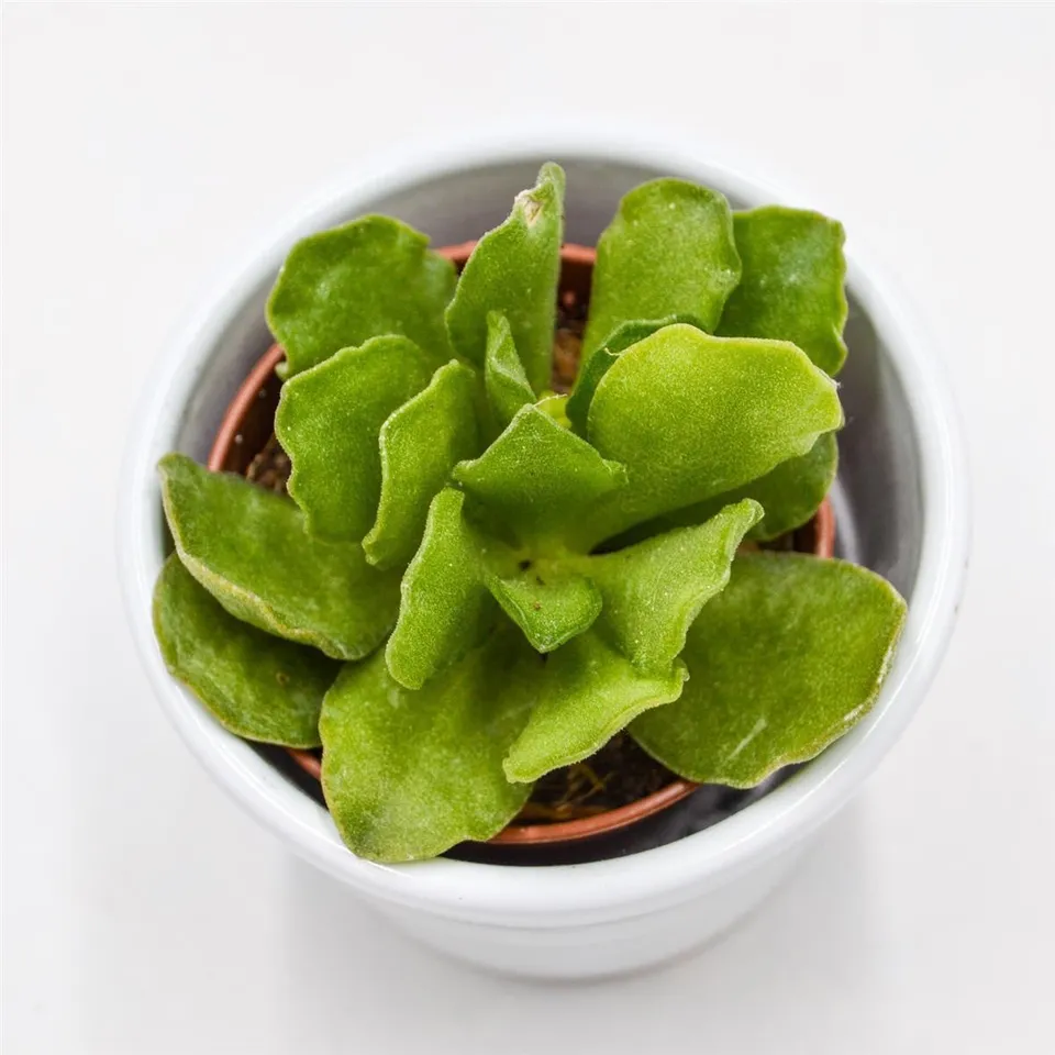 pasiora-adromischus-cristatus-v-mzimvubuensis-sukkulente-5-5cm image 1