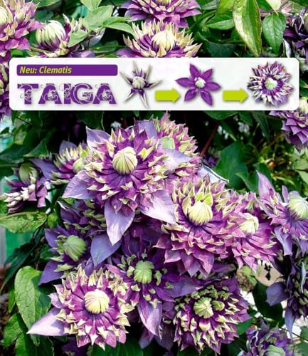 baldur-garten-2x-clematis-taiga-rarit-t-kletterpflanze-im-11-cm-topf image 6
