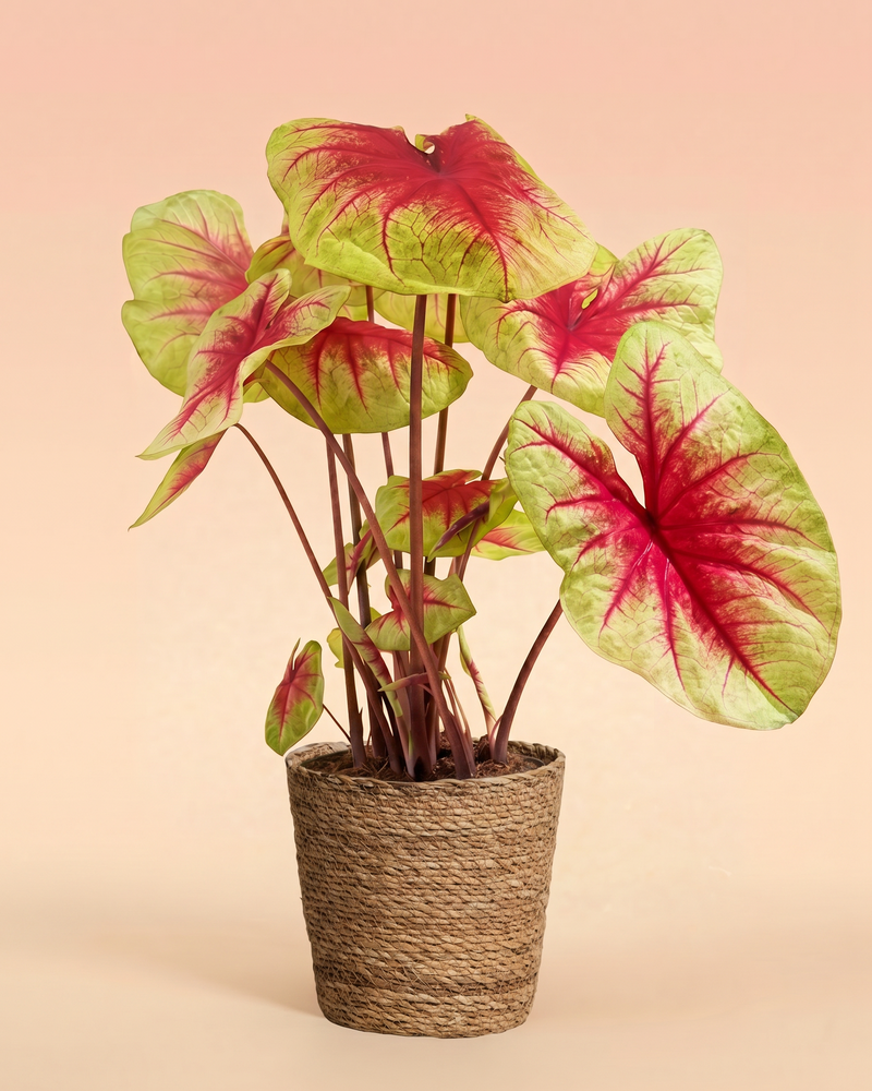 feey-caladium-lemon-blush-gro-e-zimmerpflanze-bunt image 7