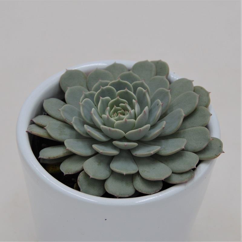 pasiora-echeveria-pinwheel-sukkulente-im-6cm-topf image 1
