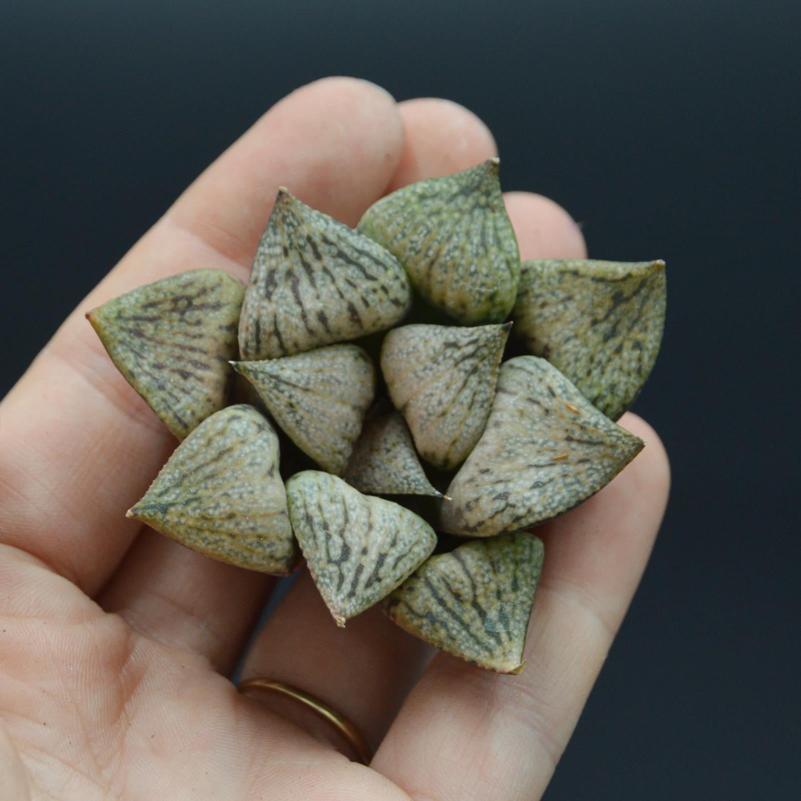 pasiora-haworthia-snow-scene-steckling image 1