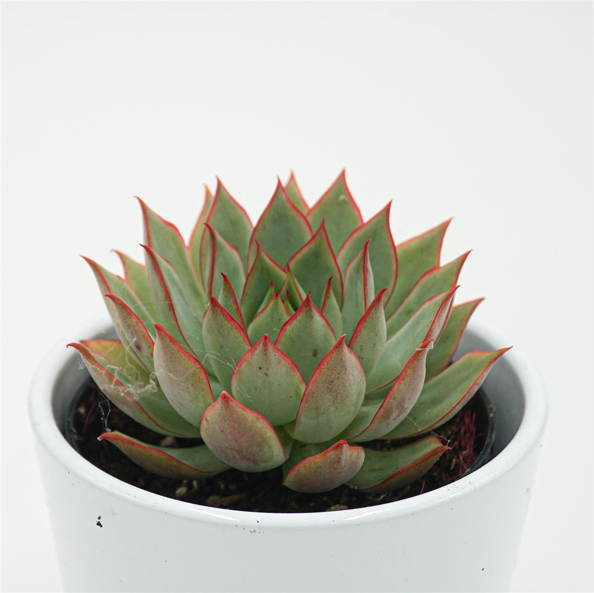 pasiora-echeveria-yeon-deung-sukkulente-9cm image 1