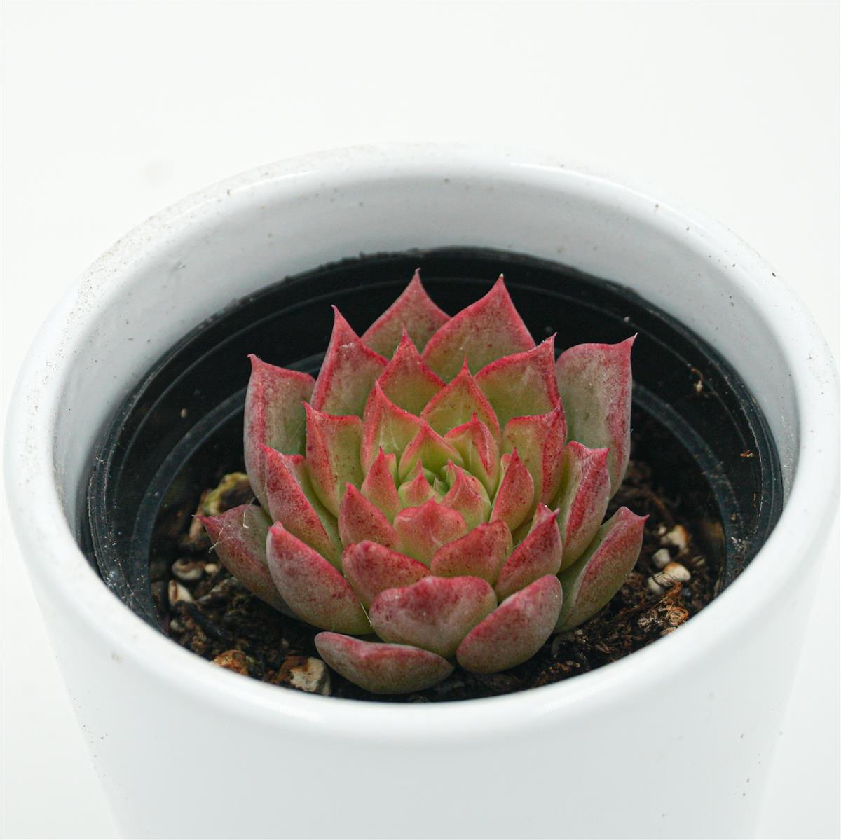 pasiora-echeveria-conch-sukkulente-6cm-topf image 2