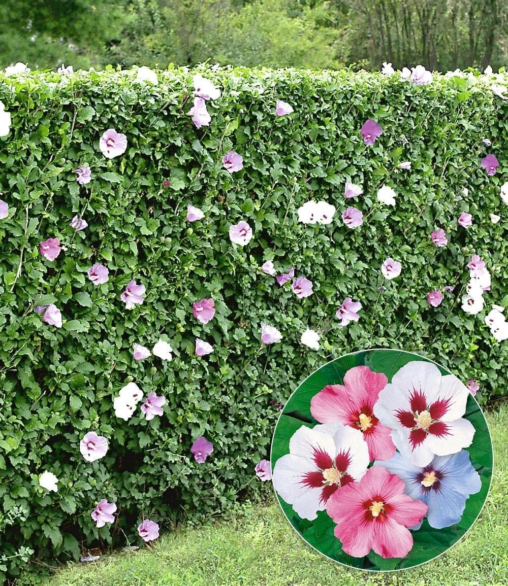 baldur-garten-10x-winterharte-hibiskus-hecke-im-9x9-cm-topf image 2