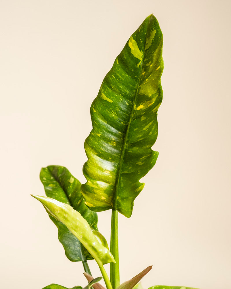 feey-philodendron-ring-of-fire-zimmerpflanze image 2