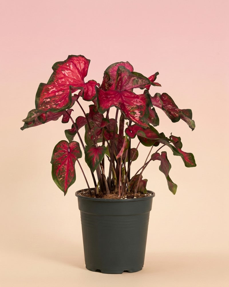 feey-caladium-pink-panther-zimmerpflanze image 3
