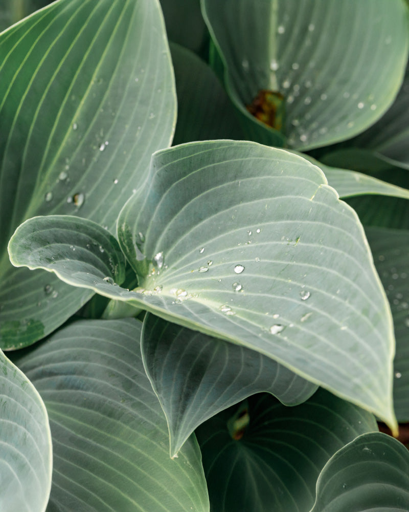 feey-blaue-hosta-funkie-rhizome-zum-pflanzen-bis-1-m image 2