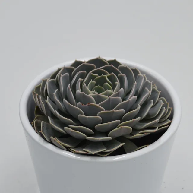 pasiora-echeveria-wavellite-echeverie-9cm-topf image 1