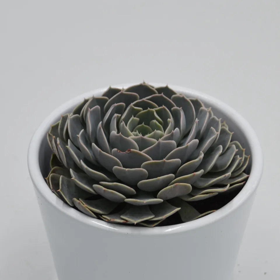 pasiora-echeveria-wavellite-echeverie-9cm-topf image 1