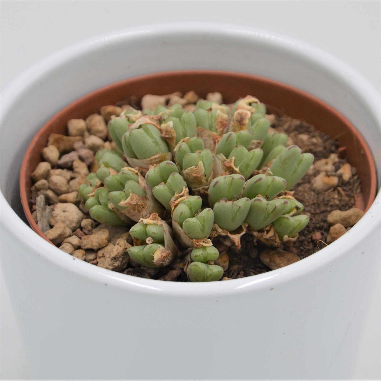 pasiora-conophytum-species-lebende-steine-10-5cm image 4