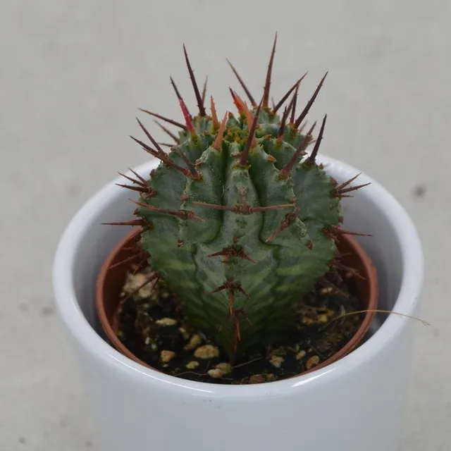 pasiora-euphorbia-horrida-sukkulente-5-5cm-topf image 1