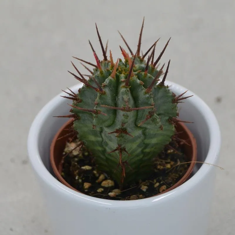 pasiora-euphorbia-horrida-sukkulente-5-5cm-topf image 1